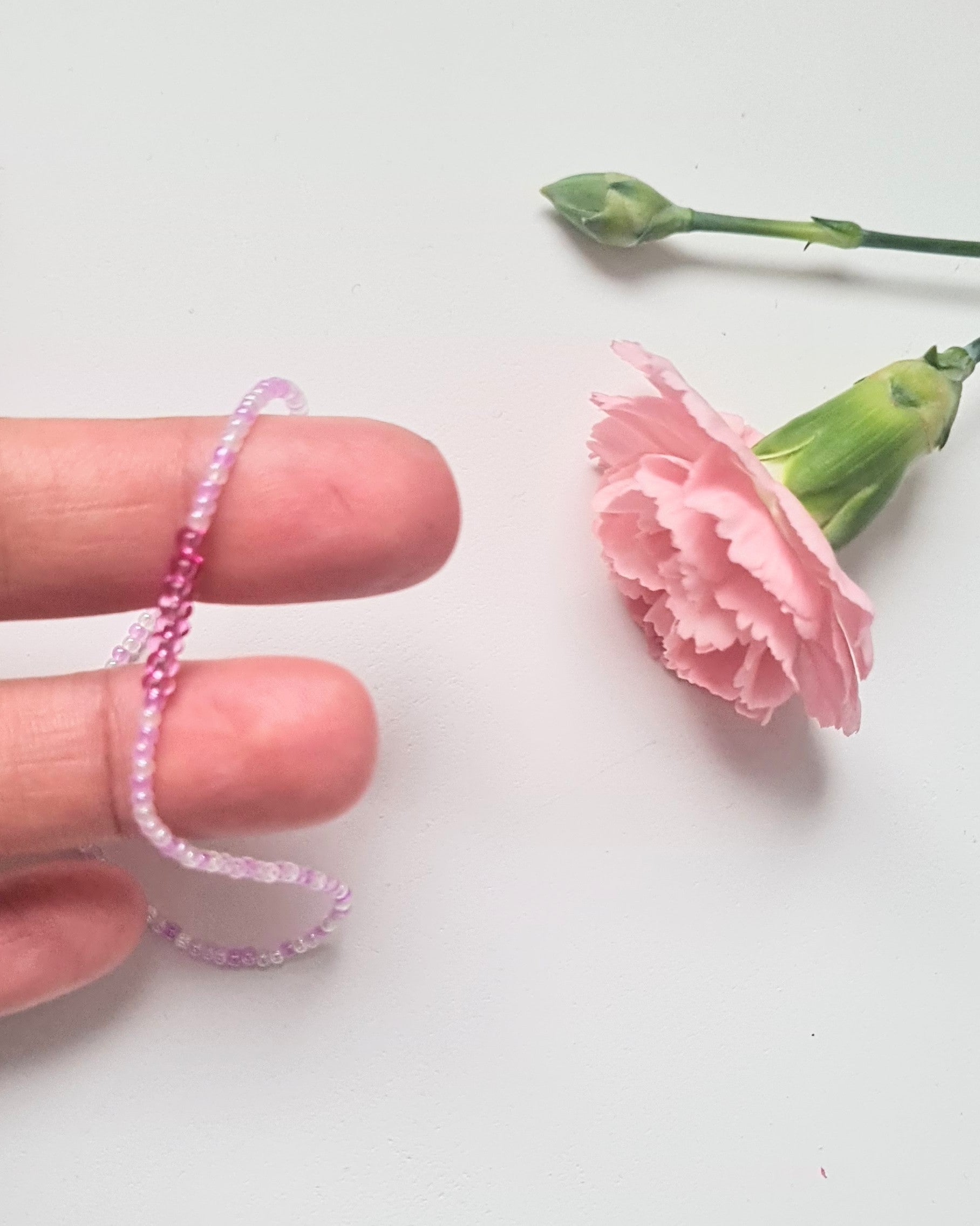 Lavender 02|The Light of Dawn